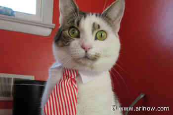 Adoptable Pet of the Week: Michael Scott - ARLnow