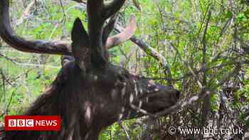 Saving Kyrgyzstan's deer from brink of extinction