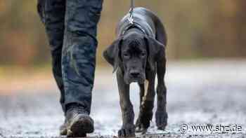 Erhöhung der Hundesteuer: Beschluss in Tornesch: CDU spricht von „Bestrafung“ der Hundehalter | shz.de - shz.de