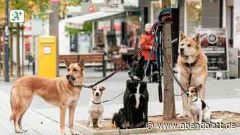 Streit um drastische Erhöhung der Hundesteuer in Tornesch - Hamburger Abendblatt