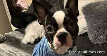 Bruno is home safe | Local News | journaltimes.com - Journal Times