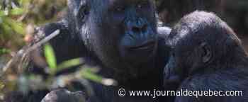 Trop de gorilles au Rwanda?