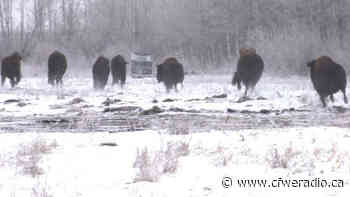 Buffalo return to Cote First Nation after 150-year absence - CFWE