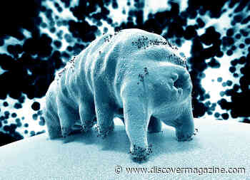 How a Tardigrade "Micro Animal" Became Quantum Entangled with Superconducting Qubit