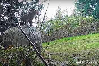 Bobcat and its kittens visits West Van field (VIDEO) - Dawson Creek Mirror