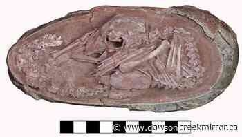 Amazingly preserved fossil egg shows dinosaur, bird links: scientists - Dawson Creek Mirror