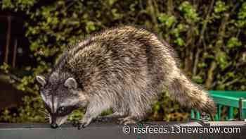 Raccoon tests positive for rabies in Chesapeake, health officials report