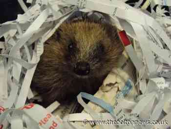 Bolton based AO's donations bring Christmas cheer to Chorley Hedgehog Rescue