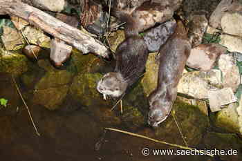Riesa: Tierpark Riesa bleibt auch über die Feiertage offen - Sächsische.de