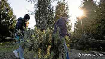 Trend für Wetter und Herdecke: Weihnachtsbäume bei Vollmond - Westfalenpost