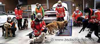 Fürs Aufspüren gibt's ein Leckerli - Breisach - Badische Zeitung