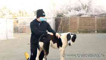 Weitere Paten gesucht für die Tiere im Tierheim Lindern - kreiszeitung.de