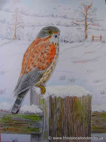 Winter birds of prey