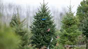 Climate change could stunt the Christmas tree industry. Here's how N.S. growers are preparing