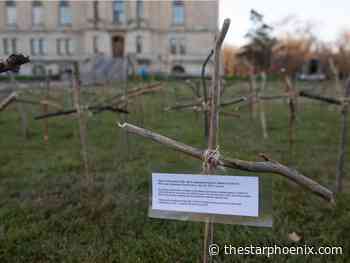 Why Saskatchewan's COVID-19 death toll could be far higher than we know