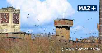 Wittenberge und Pritzwalk: Krähen bleiben ein Problem - Märkische Allgemeine Zeitung