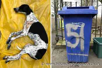 Nelson: Investigation launched after dead dog dumped in bin