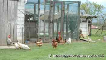 Galline decapitate in un pollaio, nessun atto vandalico: potrebbe essere opera di una volpe - Il Messaggero Veneto