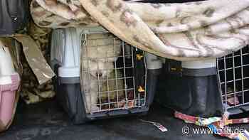 Welpen-Schmuggler nahe der Grenze gestoppt - Dresden - Bild.de - BILD