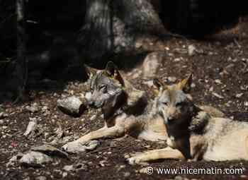 Ces dix histoires d'animaux qui vous ont ému, fait rire ou révolté en 2021