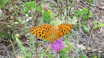 Fortschritt bei Modellprojekt: Mehr Lebensraum für seltene Tiere geschaffen