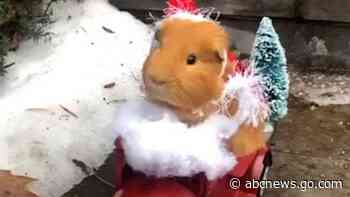 WATCH:  These guinea pigs are in the holiday spirit