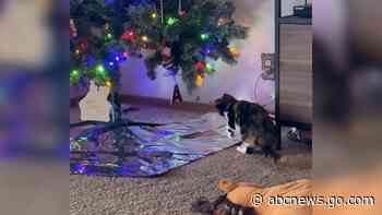 WATCH:  Tin foil hack helps keep cats away from Christmas trees