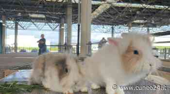 Cuneo, niente mercatino deI piccoli animali di S.Stefano al MIAC - Cuneo24