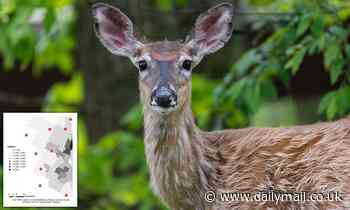 Covid-19 infection detected in Ohio deer, study reveals