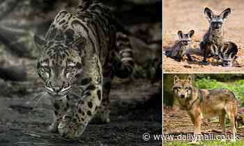 Health: Meat-eating animals are more susceptible to CANCER than herbivores, study reveals