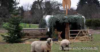 Krippe in Lampertheim mit lebenden Schafen - Echo-online