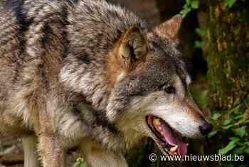 Onderzoekers zijn niet zeker of er een tweede wolf in Essen rondwaart