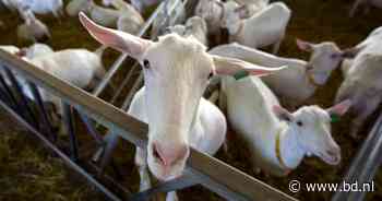 Brakel gaat zeker tot 2024 gebukt onder geitenstal: gemeente wil onderzoek afwachten - BD.nl