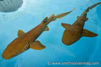 How Shark Antibodies Could Aid the Fight Against Coronavirus and Prepare for Future Outbreaks - Smithsonian