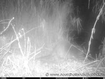Opwinding om 'gesettelde' bever in recreatiegebied Spaarnwoude - Noordhollands Dagblad