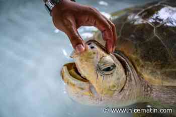 Les tortues marines de retour sur les plages de Thaïlande depuis la pandémie
