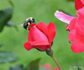 Kamiel Debeuckelaere uit Lichtervelde wint Vlaamse Scriptieprijs met draadloze robotbloem voor bijenonderzoek - KW.be - KW.be