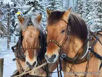 'These horses are family': B.C. ranch owner frantic after pair go missing, likely stolen