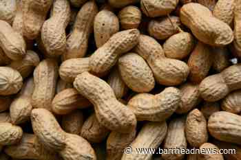 NHS England to offer peanut allergy treatment to children - Barrhead News