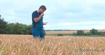 Local farmers share a common wish for Christmas, recognition for becoming carbon net-zero