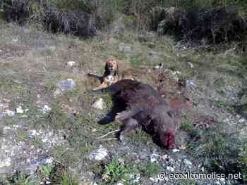 Secondo l'Ispra non serve a nulla, ma il Governa butta 5 milioni di euro per i contraccettivi ai cinghiali - L'Eco dell'Alto Molise e Alto Vastese