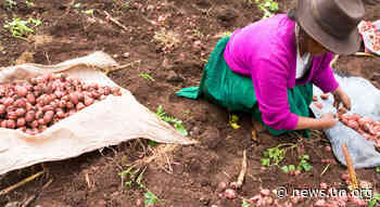 US contributes $10 million to support UN food agency efforts on COVID-19 response, future pandemics - UN News