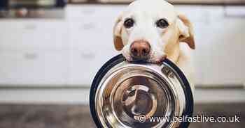 Pet food laced with common chemical now ruled 'unsafe' should be avoided, warns vet - Belfast Live