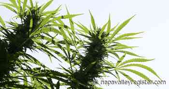 Top 10 Stories of 2021, No. 9: Adult-use retail cannabis is likely coming to Napa - Napa Valley Register