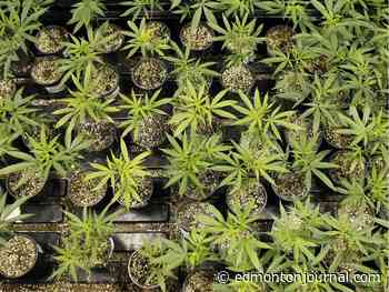 Alberta cannabis retailers can start online sales, deliveries on March 8: AGLC