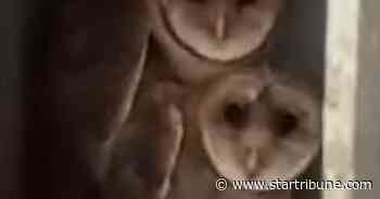 MnDOT stopped painting bridge in southeastern Minnesota to save baby owls