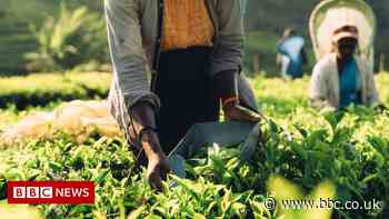 Sri Lanka plans to pay off Iran oil debt with tea