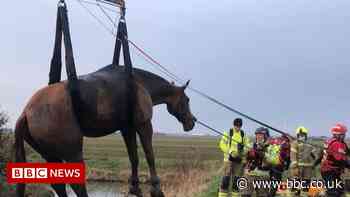 Fire crews rescue horse stuck in dyke in Burnham-on-Crouch