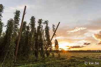 Poperinge werkt aan eigen hopsoort voor België - KW.be - KW.be