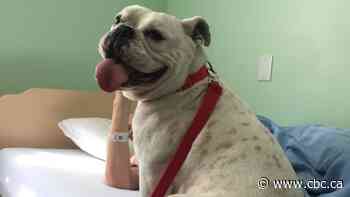 Saskatoon therapy dog who changed lives of prisoners, eased fears at vaccine clinics, dies - CBC.ca